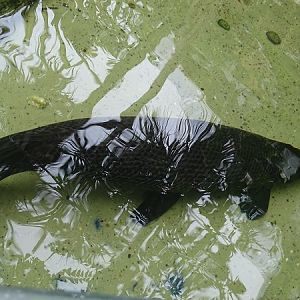 Alligator gar (Atractosteus spatula)