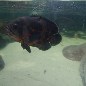 Tiger oscar (Astronotus ocellatus)