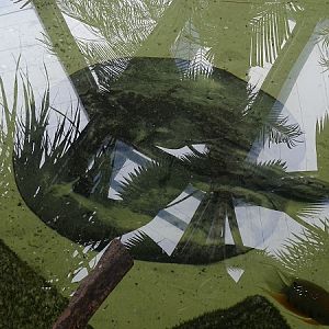 Unsigned ray. Potamotrygon hystrix?