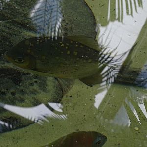 Red hook silver dollar (Myloplus rubripinnis)