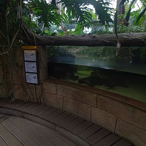 Amazon tank (species list in description)