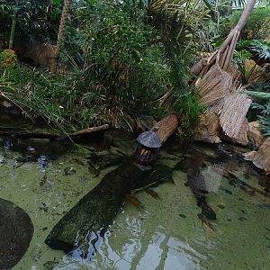 Amazon tank (species list in description)