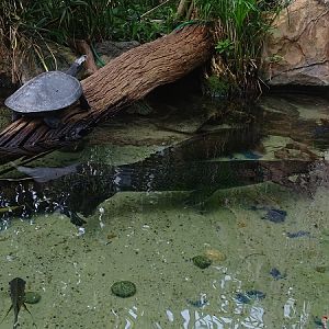 Some inhabitants of the Amazon tank
