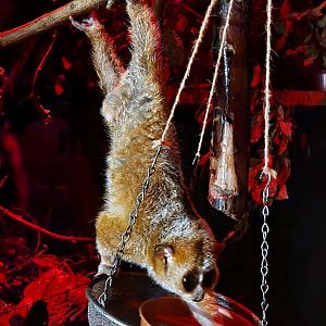 Pygmy Slow Loris