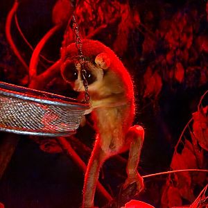 Northern dry zone slender loris