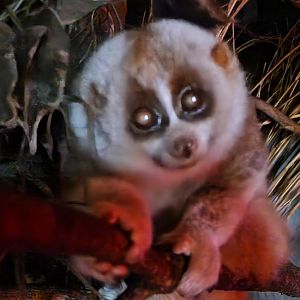 Bengal Slow Loris