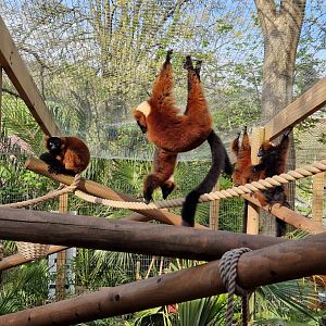 Red ruffed lemur