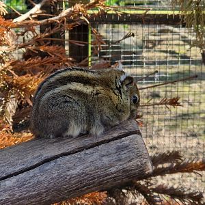 Swinhoe's Striped Squirrel