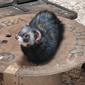 European Polecat