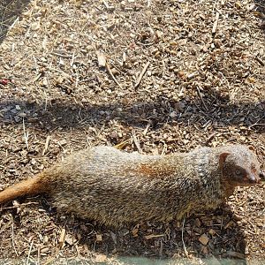 Egyptian Mongoose