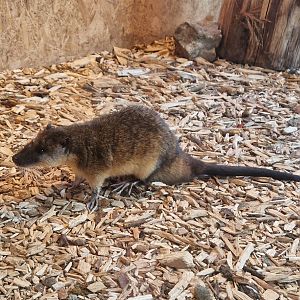 Australian water rat
