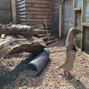 Egyptian Mongoose