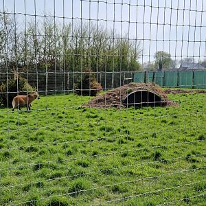 New Maned Wolf exhibit