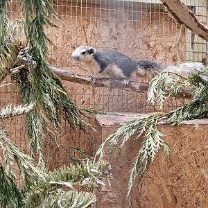 Finlayson's squirrel