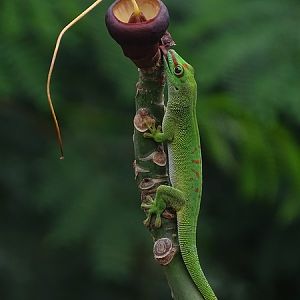 Free ranging Madagascar day gecko (Phelsuma madagascariensis/grandis)