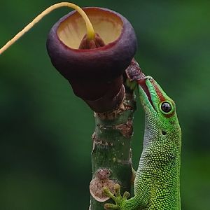 Free ranging Madagascar day gecko (Phelsuma madagascariensis/grandis)