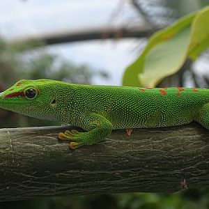Free ranging Madagascar day gecko (Phelsuma madagascariensis/grandis)