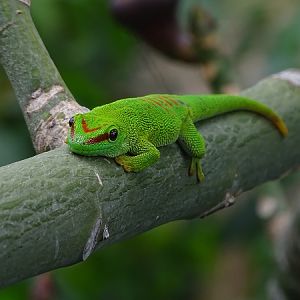 Free ranging Madagascar day gecko (Phelsuma madagascariensis/grandis)