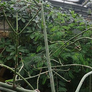 Free ranging Madagascar day geckos. Can you find all 3?