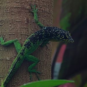 Free-ranging spotted Martinique anole