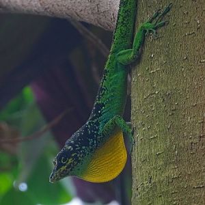 Free-ranging spotted Martinique anole