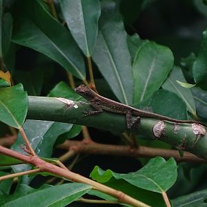 Free-ranging spotted Martinique anole