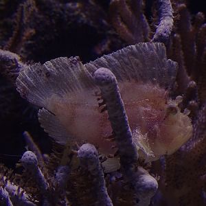 Leaf scorpionfish (Taenianotus triacanthus)
