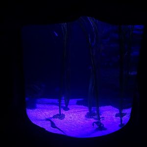 Tank for pot-bellied sea horses