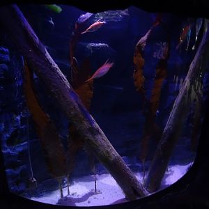 Tank for longspine snipefishes