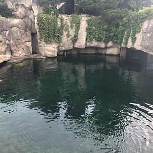Rotterdam Zoo- Californian sea lion enclosure- 2022