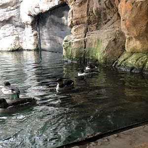 Rotterdam Zoo- group of common guillemot- 2022
