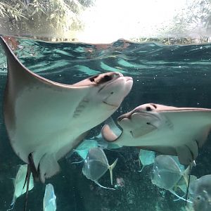 Rotterdam Zoo- cow-nosed ray- 2022