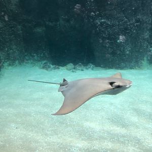 Rotterdam Zoo- cow-nosed ray- 2022