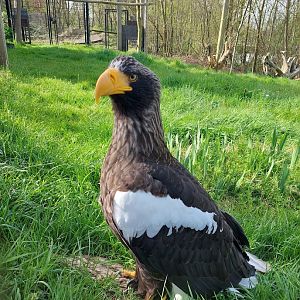 Rotterdam Zoo- Steller's sea eagle- 2022