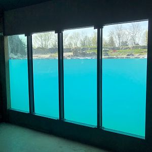 Rotterdam Zoo- polar bear underwater viewing- 2022