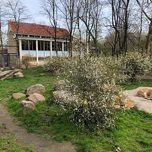 Rotterdam Zoo- Asian lion enclosure- 2022