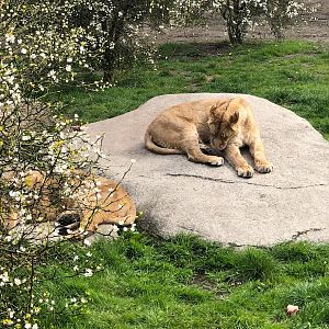 Rotterdam Zoo- Asian lioness cleaning herself- 2022