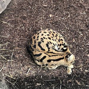 Rotterdam Zoo- sleeping serval- 2022