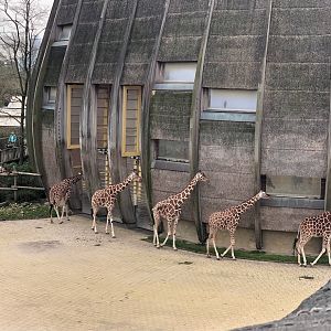 Rotterdam Zoo- herd of netted giraffes- 2022