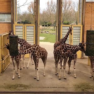 Rotterdam Zoo- netted giraffes feeding- 2022