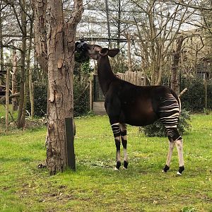 Rotterdam Zoo- okapi- 2022
