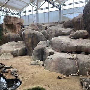 Rotterdam Zoo- rock-hyrax exhibit- 2022