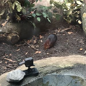 Rotterdam Zoo- Black and rofous elephant shrew- 2022