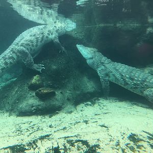 Rotterdam Zoo- nile crocodiles underwater- 2022