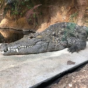 Rotterdam Zoo- Nile crocodile- 2022