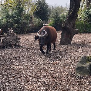 Rotterdam Zoo- red buffalo- 2022