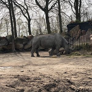 Rotterdam Zoo- black rhino- 2022