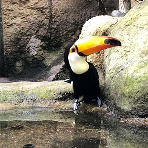 Rotterdam Zoo- toucan- 2022