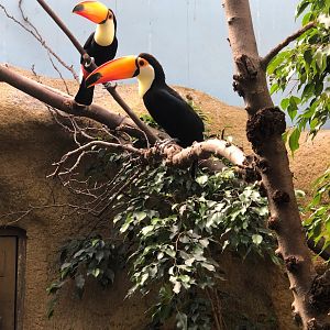 Rotterdam Zoo- toucans- 2022