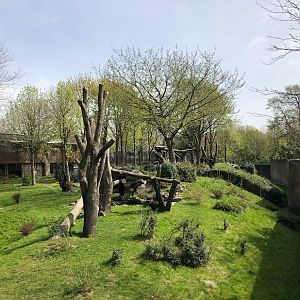 Rotterdam Zoo- gorilla enclosure- 2022